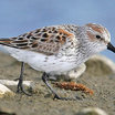 Western Sandpiper